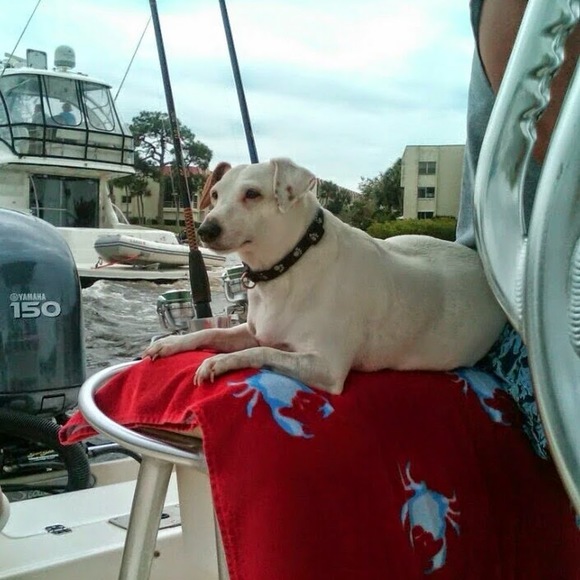 Meet your Posher, Nina - Picture 1 of 1